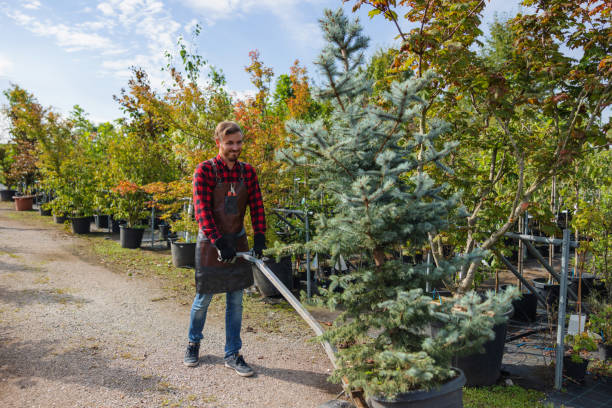 How Our Tree Care Process Works  in Nixon, TX